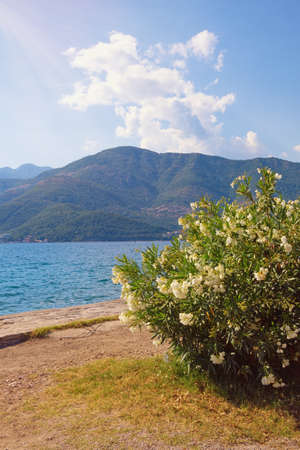 Beautiful Mediterranean landscape on sunny summer day.  Oleander tree ( Nerium oleander ) with white flowers on the shore of Kotor Bay. Montenegro, Adriatic Sea. Vacations conceptの写真素材