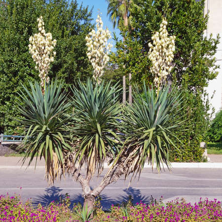 Beautiful decorative evergreen shrub of Yucca ( Yucca filamentosa )  with white flowers. Montenegro, street of Kotor cityの写真素材