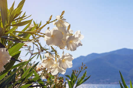 White flowers of oleander tree ( Nerium oleander )  against  sunny Mediterranean landscape....