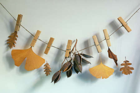 Autumn concept. Dry autumn leaves and spent fruits pinned on rope.  Free space for textの写真素材