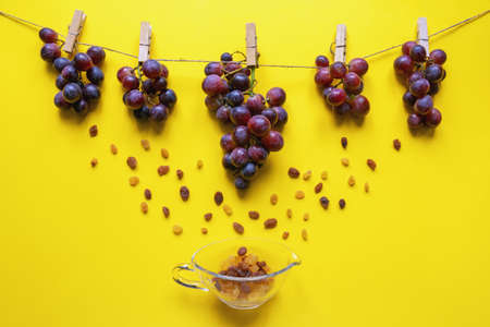 Bunches of grapes pinned on rope, raisins in glass dish. Yellow paper background, free space for textの写真素材