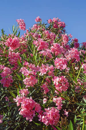 Bright pink flowers of oleander tree ( Nerium oleander ) against blue sky on sunny summer dayの写真素材