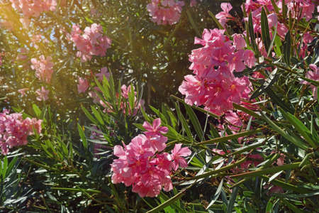 Bright pink flowers of oleander tree ( Nerium oleander ) on sunny summer day