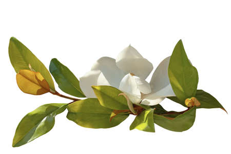 Branch of magnolia tree ( Magnolia grandiflora ) isolated on whiteの写真素材