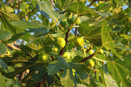 Branches of fig tree (Ficus carica) with leaves and fruitsの写真素材