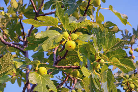 Branches of fig tree (Ficus carica) with leaves and fruits on blue sky backgroundの写真素材