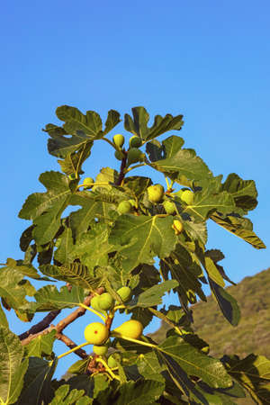 Branch of fig tree (Ficus carica) with leaves and fruits on sunny dayの写真素材