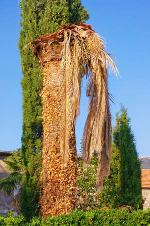 Diseases of palm trees. Canary Island date palm  that is infested by red palm weevil. Montenegro, Tivatの写真素材