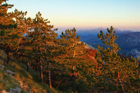 Beautiful mountain landscape. Grove of creeping pines (Pinus mugo) on the side of a mountain in the last rays of the setting sun.  Lovcen National Park, Dinaric Alps, Montenegroの写真素材