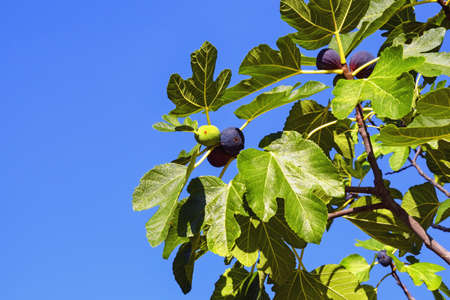 Branch of fig tree (Ficus carica) with leaves and fruits against blue sky