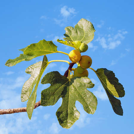 Branch of a fig tree (Ficus carica) with leaves and  fruits against sky on sunny dayの写真素材