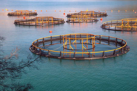 Fish farm in Adriatic, cages. Montenegro, Kotor Bayの写真素材