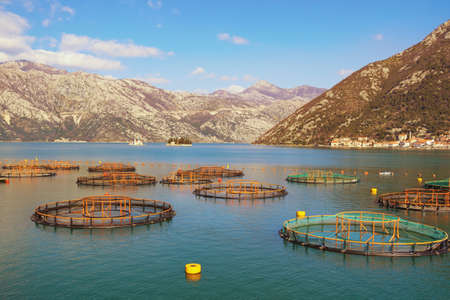 Beautiful winter Mediterranean landscape. Montenegro, Adriatic Sea, Bay of Kotor. Fish farm. Two small islands and Perast town in distanceの写真素材