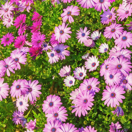 Colorful flowers of Osteospermum ( African Daisies ) in the gardenの写真素材
