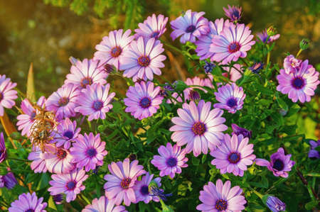 Beautiful pink flowers of Osteospermum ( African Daisies ) in the gardenの写真素材