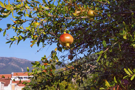 Branches of pomegranate tree (Punica granatum) in Mediterranean garden on sunny autumn day. Montenegro, Tivatの写真素材