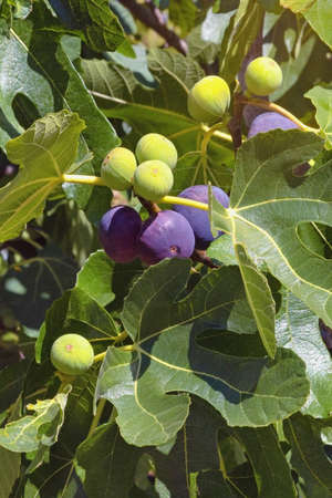 Branches of  fig tree ( Ficus carica ) with leaves and fruits on sunny autumn dayの写真素材