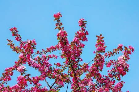 Springtime. Branches of Makamik Crabapple tree in bloom against blue skyの写真素材