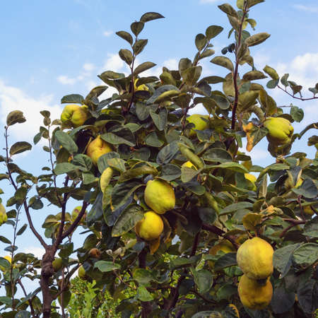 Branches of quince tree with leaves and  ripe fruits