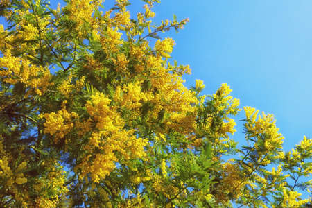 Bright yellow flowers of Acacia dealbata ( mimosa ) tree against blue sky on sunny spring dayの写真素材