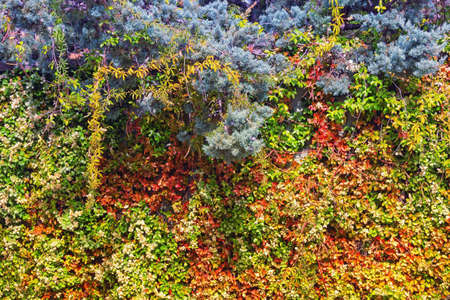 Bright autumn colorful background. Multicolored leaves of climbing plants and branches of Cypress treeの写真素材