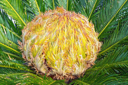 Cycas revoluta, ornamental sago palm.  Female coneの写真素材