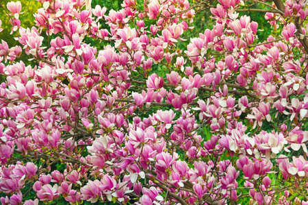 Floral background. Flowering of Magnolia tree ( Magnolia soulangeana )  on sunny spring dayの写真素材
