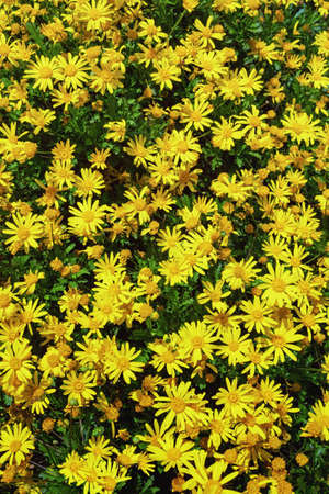 Bright yellow flowers of chrysanthemum (Chrysanthemum indicum) in the garden on sunny autumn day, backgroundの写真素材