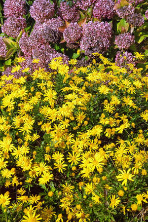Autumn garden. Bright yellow flowers of chrysanthemum (Chrysanthemum indicum) and wilted flowers of hydrangea (Hydrangea macrophylla), backgroundの写真素材