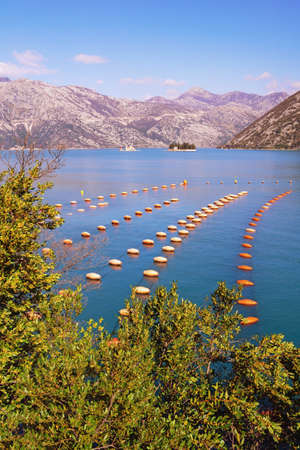 Mussel farm.  Growing mussels, rope culture.  Montenegro, Adriatic Sea, view of Kotor Bay and two small islands on sunny winter dayの写真素材