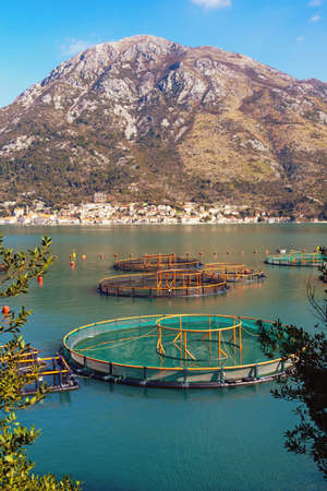 Fish farm.  Montenegro, Adriatic Sea, Kotor Bay on sunny winter day. Perast town in distanceの写真素材