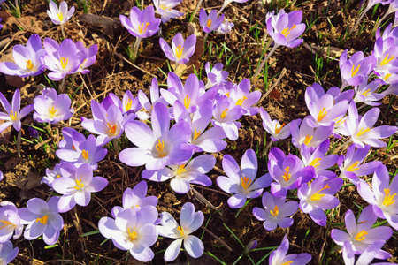 Spring flowers. Blooming crocuses ( Crocus Vernus ) among dry autumn leaves in the parkの写真素材