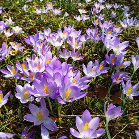Flowers of crocuses ( Crocus Vernus ) among dry autumn leaves in park on sunny spring dayの写真素材