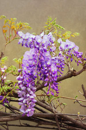 Spring flowers. Blooming wisteria vine against old house wall. Color toningの写真素材