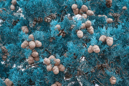 Branches of Cypress tree with foliage and cones,backgroundの写真素材