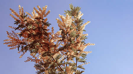 Spring flowers. Branch of Acacia dealbata tree against sky. Free space for text. Color tintingの写真素材