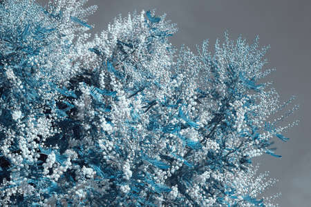 Blue flora. Branches of Acacia dealbata tree with flowers. Color toningの写真素材