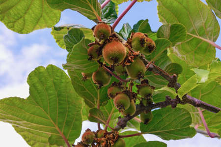 Branch of  kiwi tree with leaves and ripening fruits against sky on sunny spring dayの写真素材