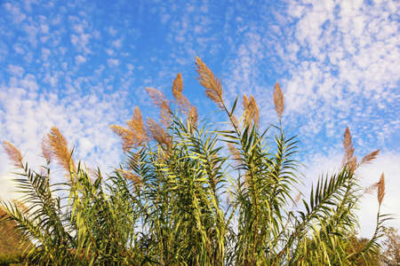Leaves and flowers of Giant reed ( Arundo donax ) against skyの写真素材