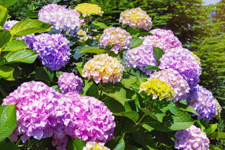 Summer flowers. Multicolored  flowers of hydrangea  (  Hydrangea macrophylla ) in garden on sunny dayの写真素材