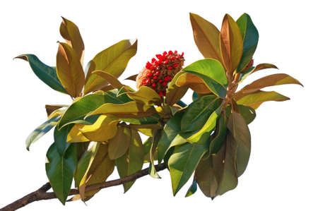 Branch of  magnolia tree ( Magnolia grandiflora ) with leaves and one fruit with seeds. Isolated on whiteの写真素材