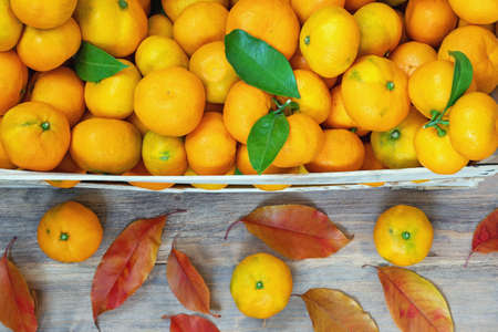 Autumn. Fresh ripe tangerines in wooden crate on rustic table with bright autumn leavesの写真素材