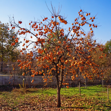 Persimmon tree with ripe fruits in the garden on sunny autumn day. Albaniaの写真素材