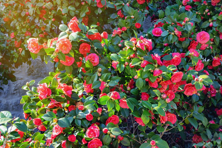 Spring flowers. Camellia bush in bloom with bright red flowersの写真素材