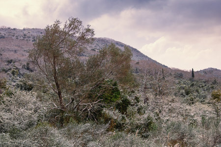 Spring snow, unusual weather. Snow on olive tree and green grass. Montenegro, Tivatの写真素材