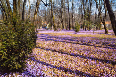 Sunny spring day in town park.  Montenegro, Cetinje city. Flowering crocus flowers among dry autumn leavesの写真素材