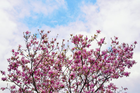 Spring flowers. Flowering tree of magnolia ( Magnolia soulangeana ) against skyの写真素材