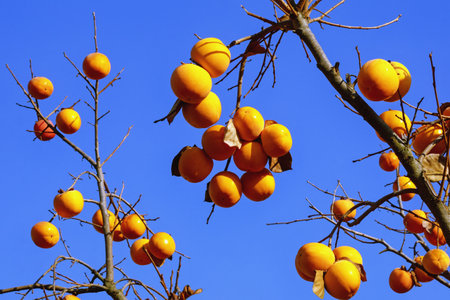 Branches of  persimmon tree with ripe fruit against blue skyの写真素材