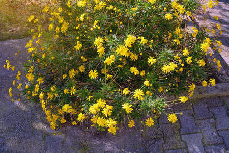Autumn flowers. . Yellow daisy flowers (Chrysanthemum coronarium) in park on sunny autumn dayの写真素材