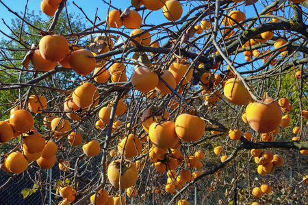 Branches of  persimmon tree with ripe fruit in autumn gardenの写真素材